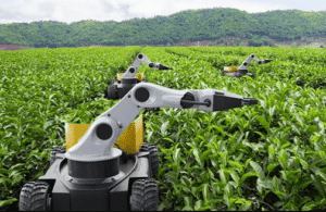 How AI Can Improve Agricultural Productivity